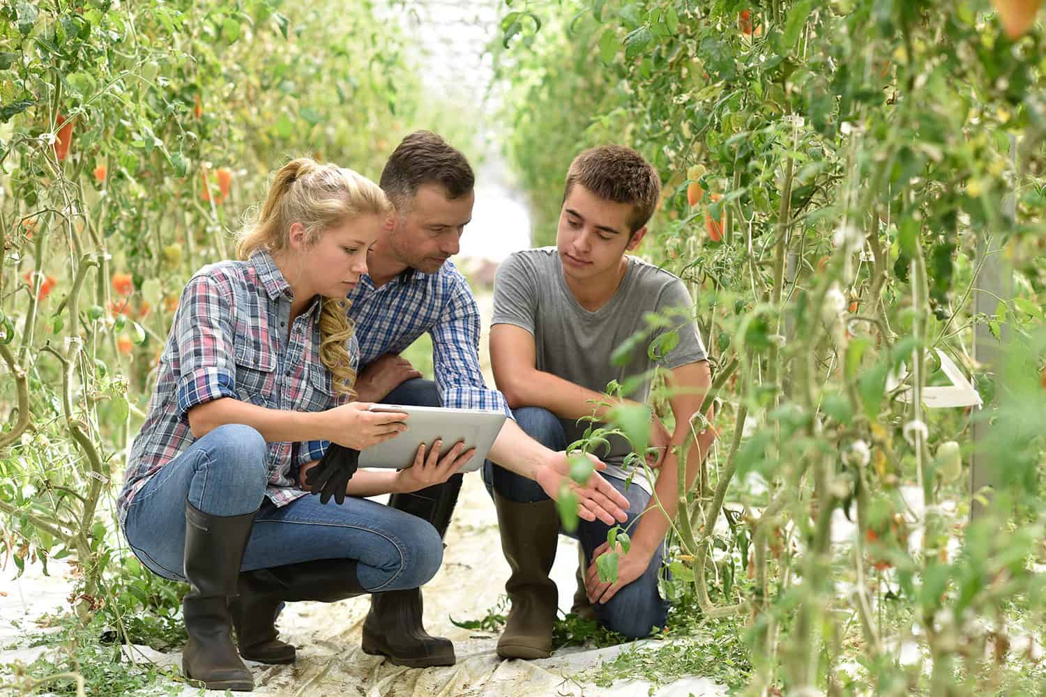 Three people are in a greenhouse. Two are kneeling and looking at a plant, while the third person holds a tablet.