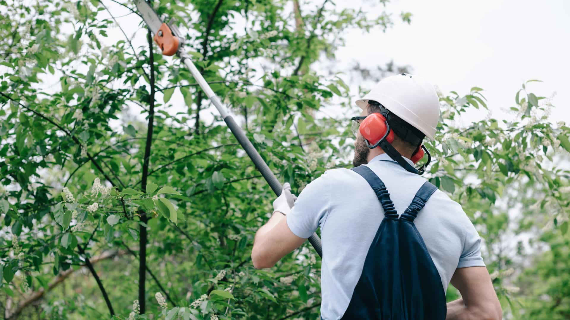 Link Resources pole saw training worker trimming tree branches using pole saw with PPE